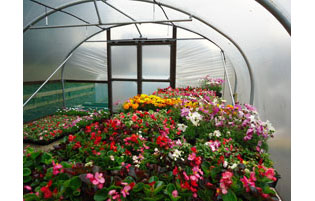 Commercial Polytunnel