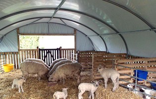 How to set up Sheep Housing