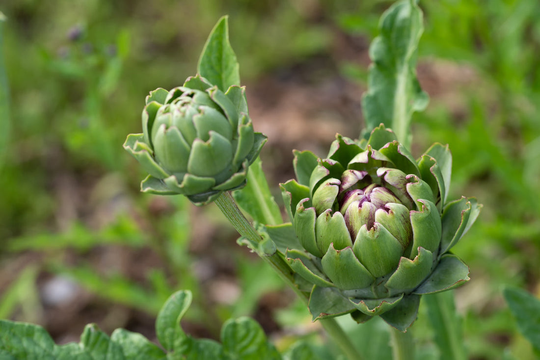 Growing Perennial Vegetables
