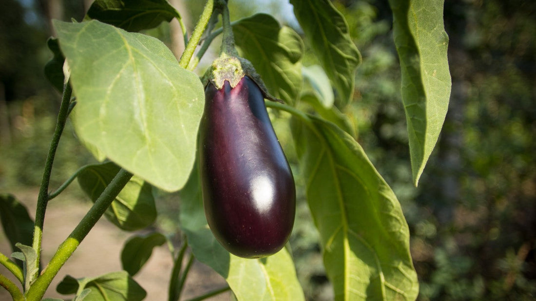 Aubergine Growing Guide