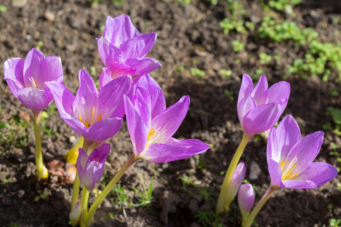 Garden Poisonous Plants Guide