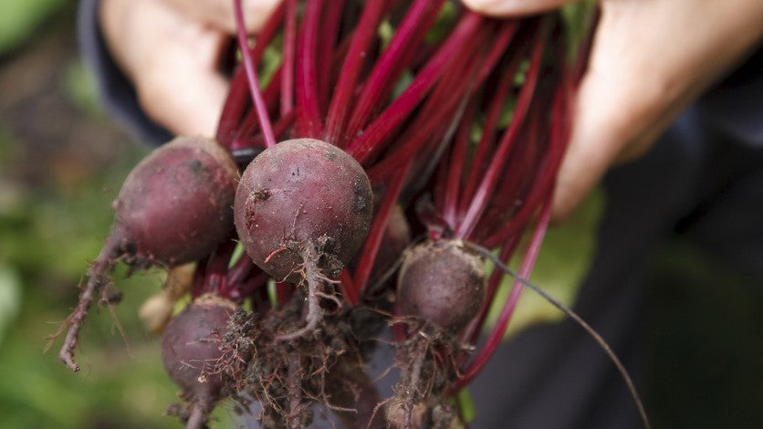 Beetroot Growing Guide