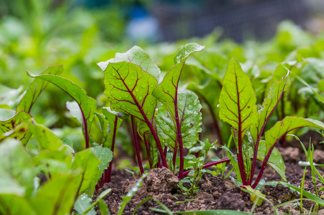 When Can I Start Gardening In The Spring