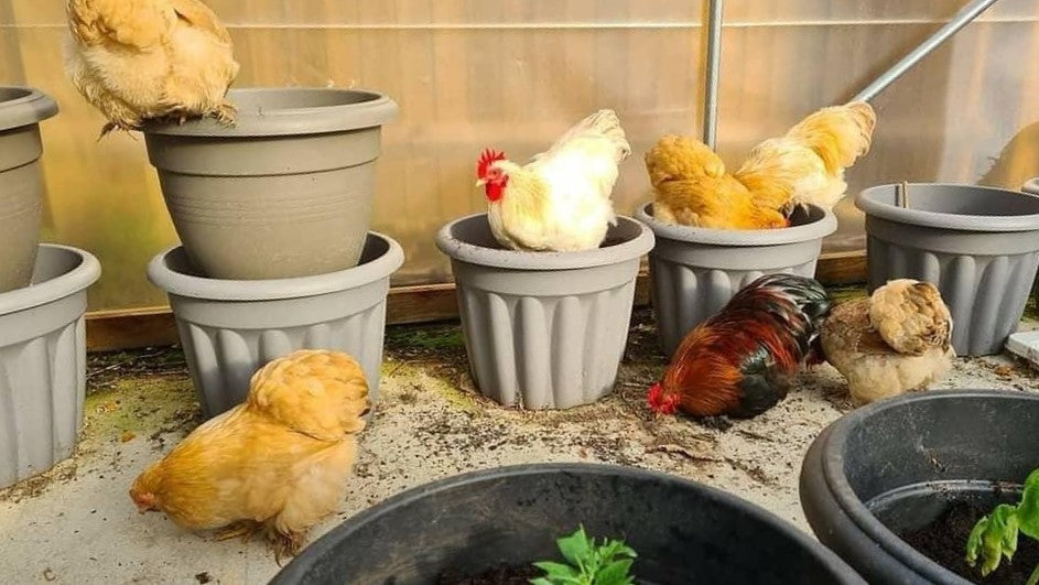 How To Protect Your Chickens From Bird Flu
