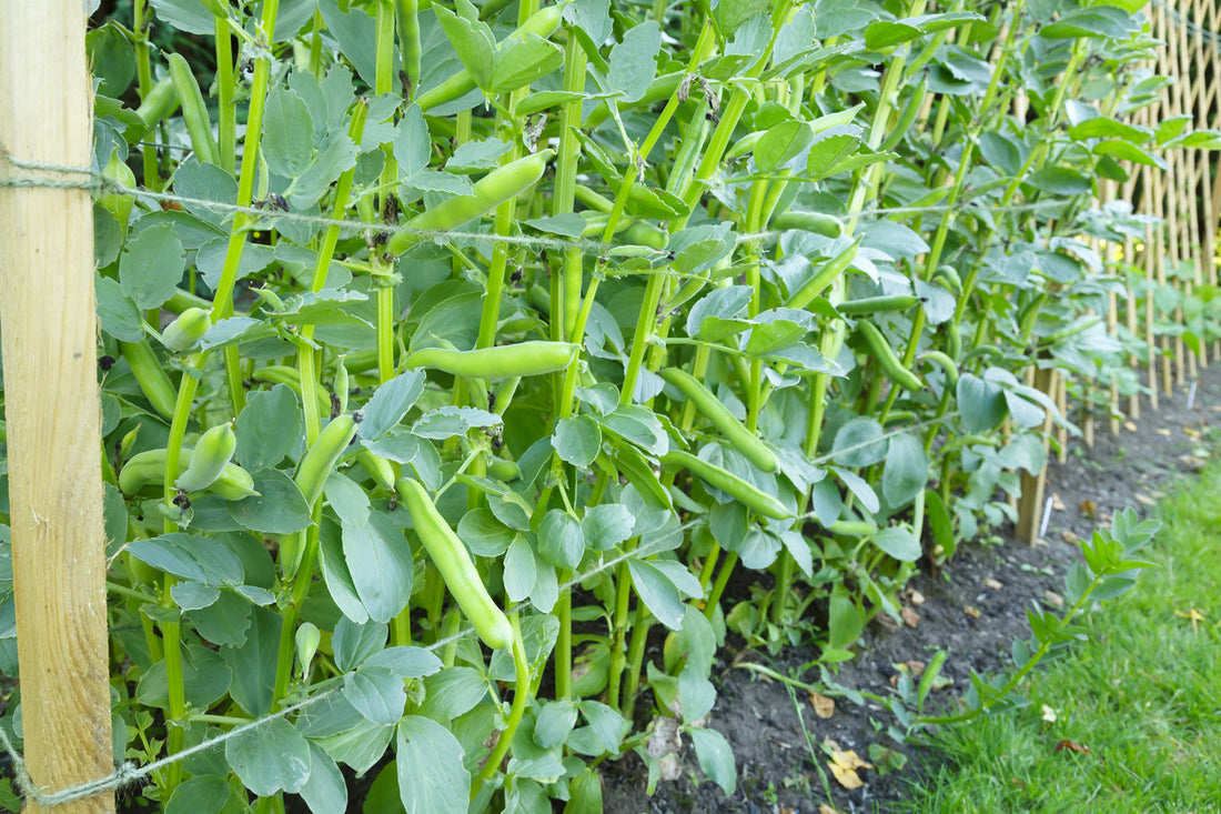 Broad Beans Growing Guide