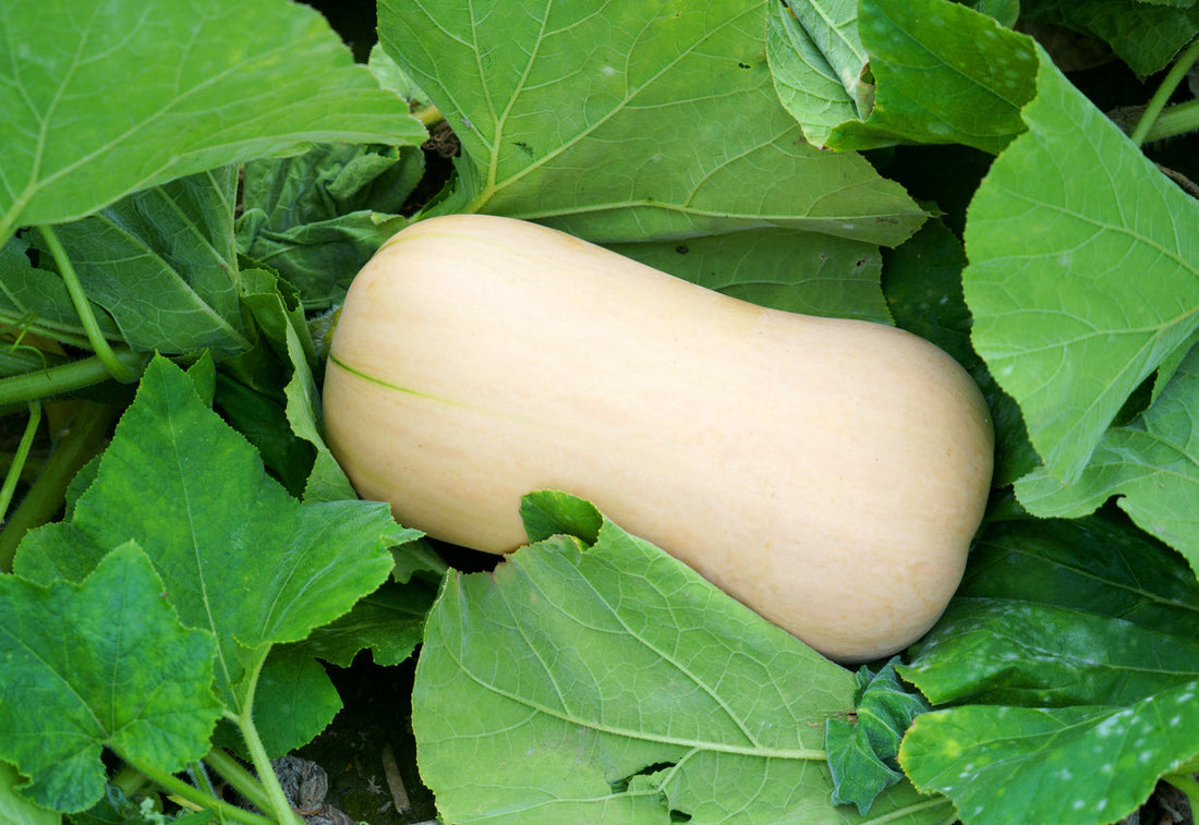 How To Grow Butternut Squash