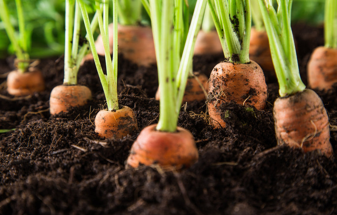 Carrot Growing Guide