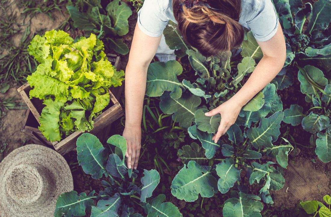 How Climate Change Is Affecting The British Garden