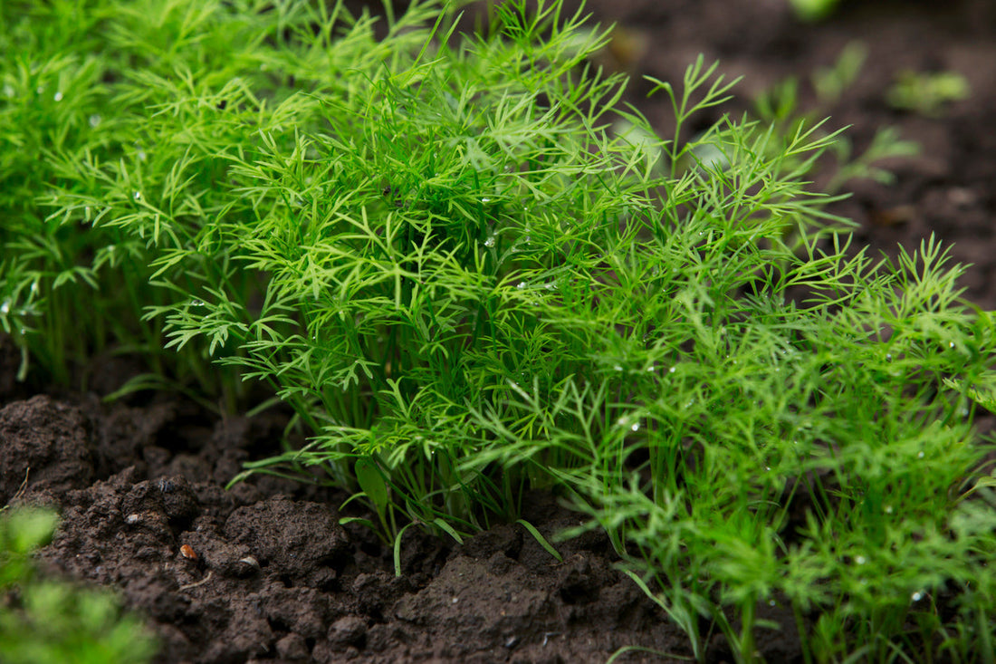 Dill Growing Guide