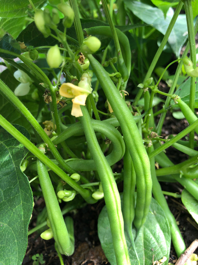 French Beans Growing Guide