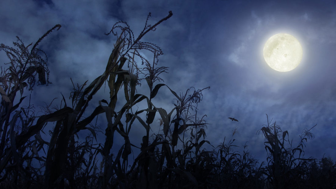 Busting Common Gardening Myths