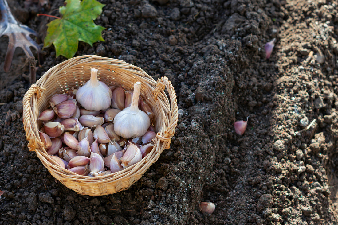 What To Grow In A Polytunnel