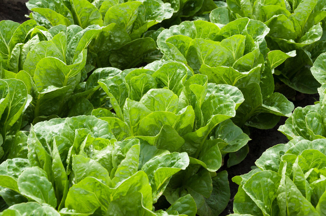 Lettuce Growing Guide