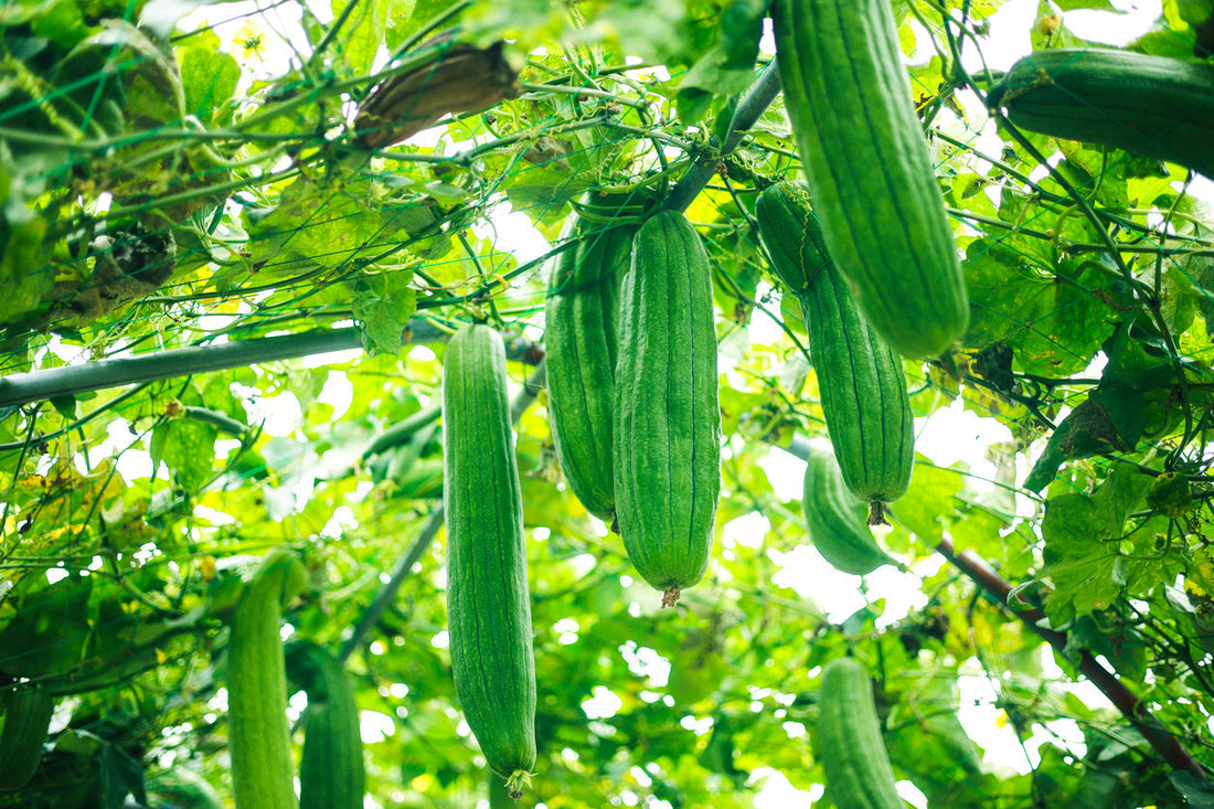 Loofah Growing Guide