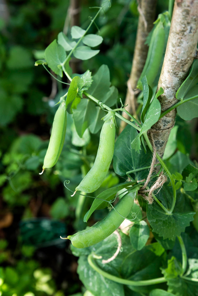 Peas Growing Guide