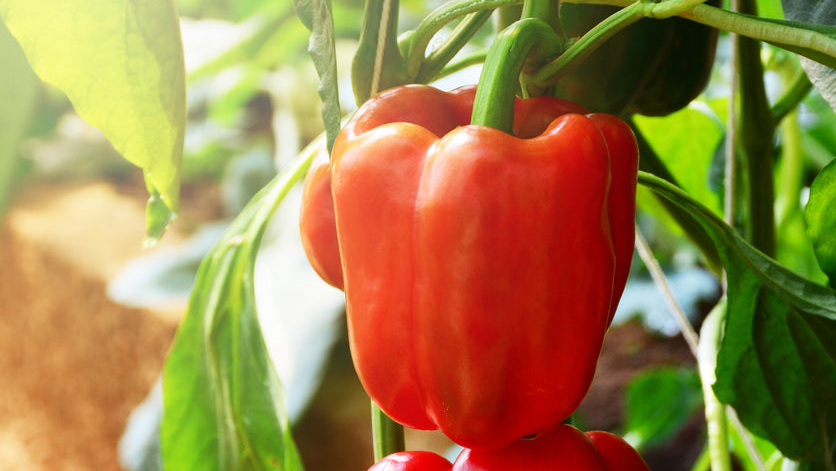 Peppers Growing Guide