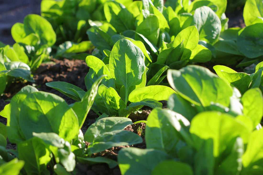 Spinach growing guide