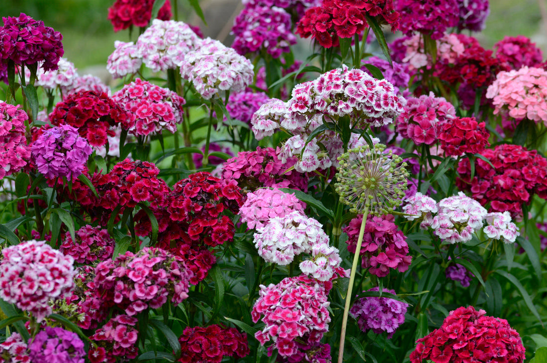 Tips & Advice For Spring Gardening