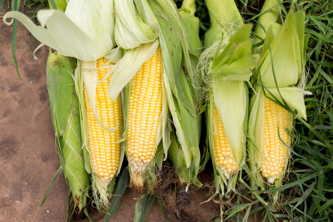 Sweetcorn Growing Guide
