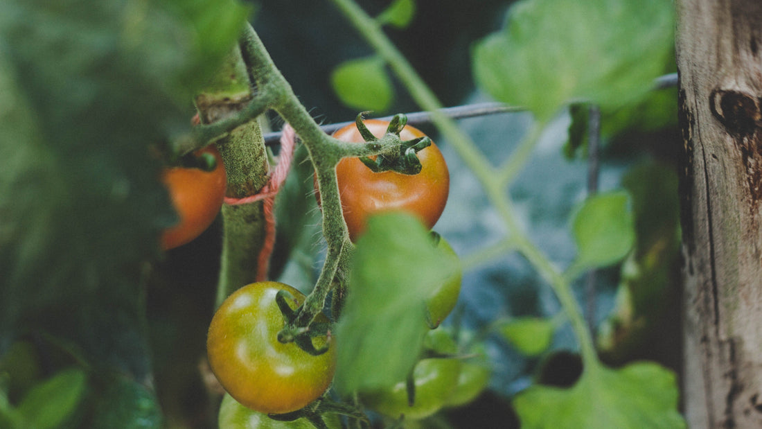 September Growing Guide