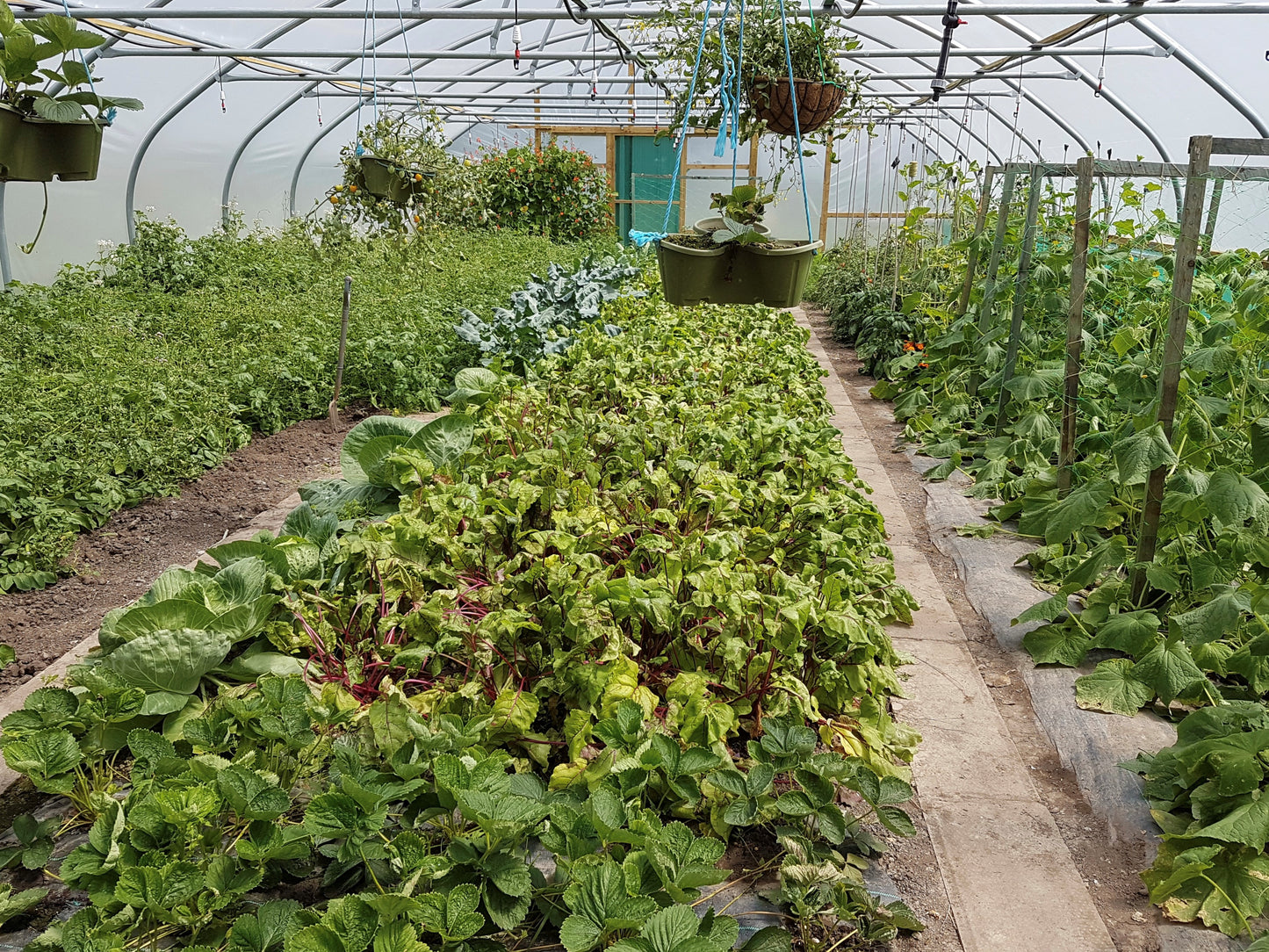 27ft (8.23m) Wide | Polytunnel