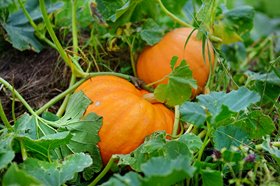 Grow your own pumpkin