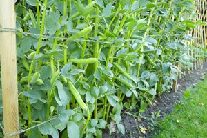 How to grow broad beans in the UK