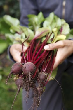 Growing Beetroot UK