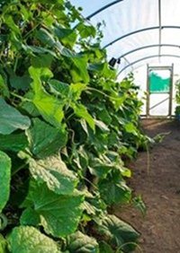 The Allotment Project Polytunnel