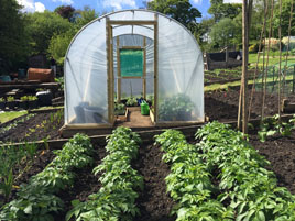 Allotment Polytunnel