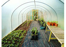 Dream Polytunnels