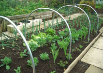 Individual Cloche Hoops