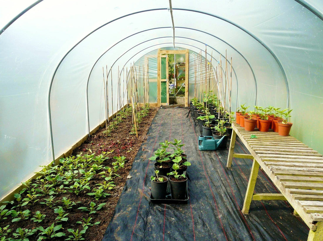 What Is The Best Polytunnel Layout?