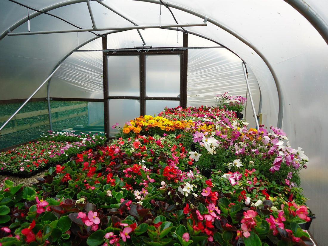 Polytunnel Growing Ideas