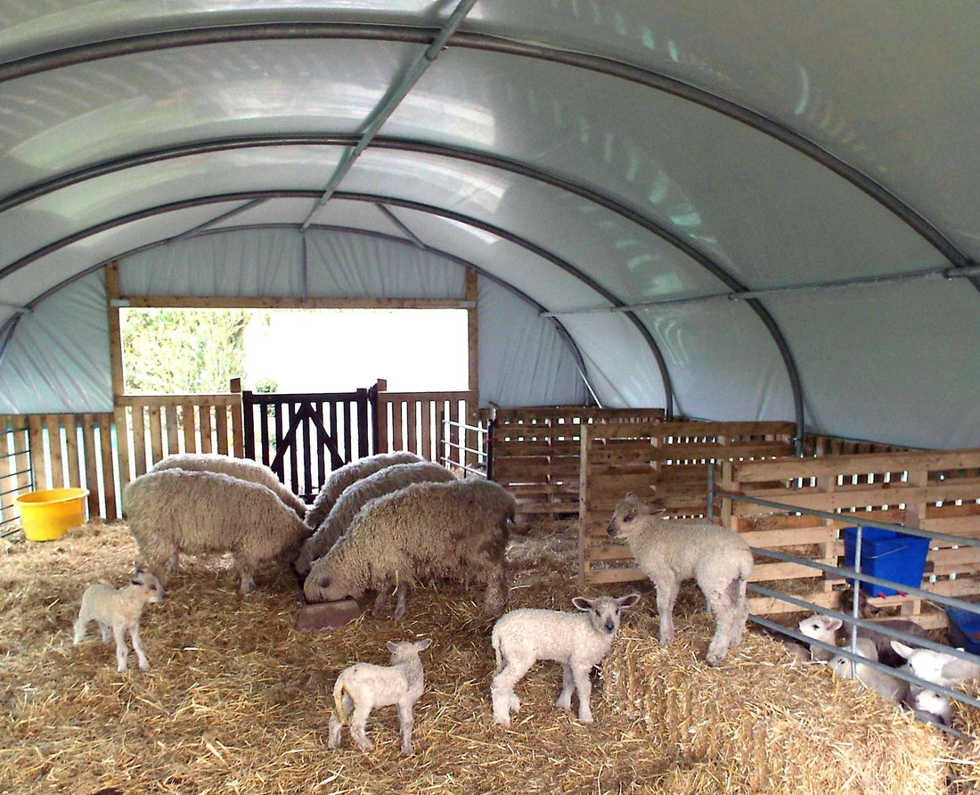 What Size Sheep House Do I Need?