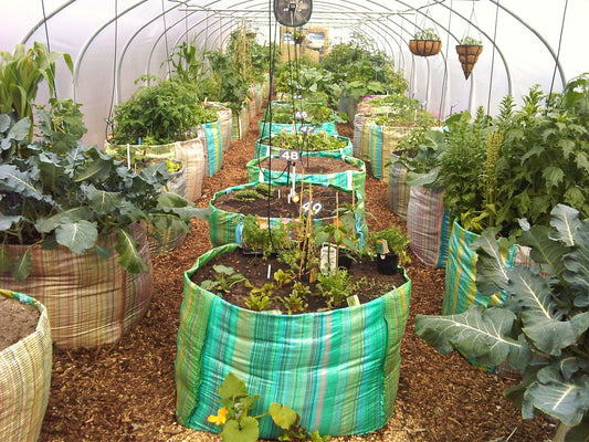 How To Buy The Best Allotment Polytunnel?