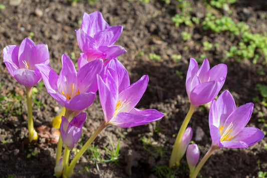 Garden Poisonous Plants Guide