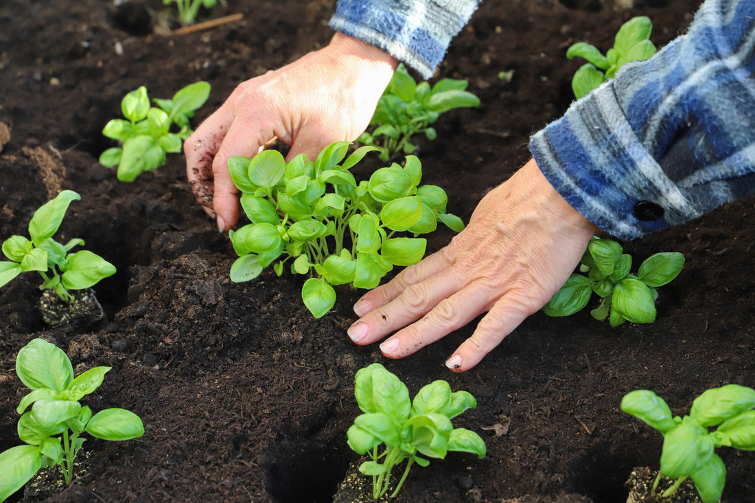 Basil Growing Guide
