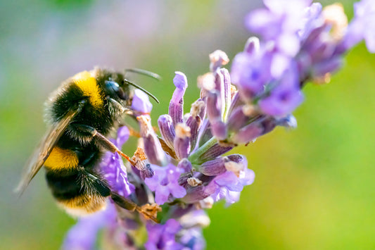How To Attract Bees In Your Garden