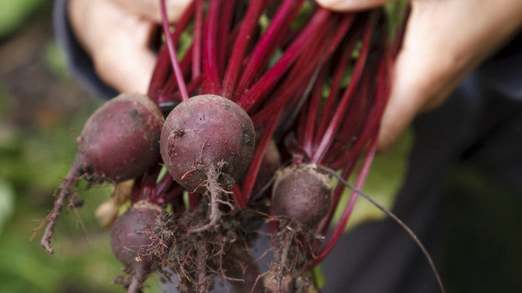 How To Grow, Plant & Harvest Beetroot | Premier Polytunnels