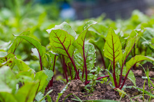 When Can I Start Gardening In The Spring