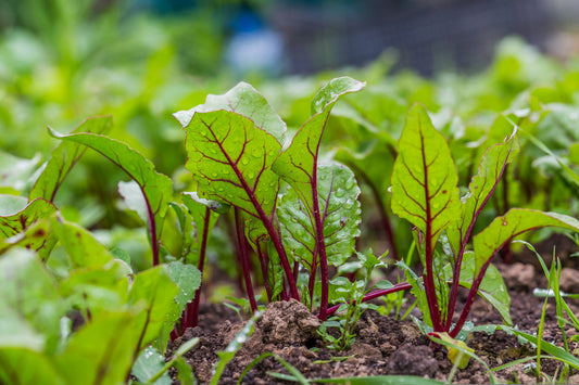 When Can I Start Gardening In The Spring