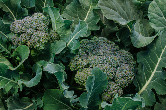 Broccoli & Calabrese Growing Guide