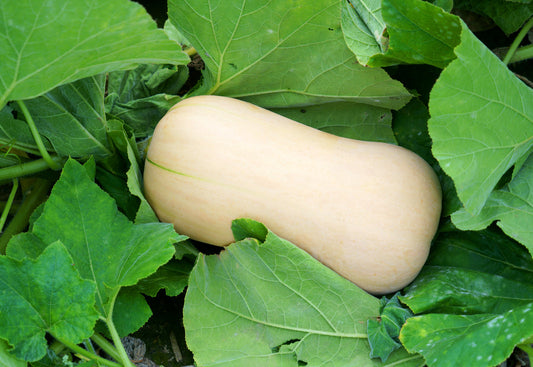How To Grow Butternut Squash