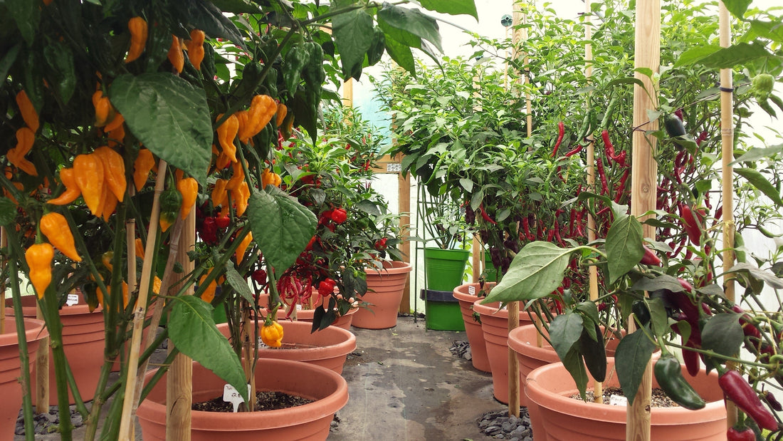 Chillies Growing Guide