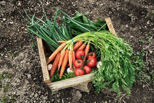 Companion Planting Guide