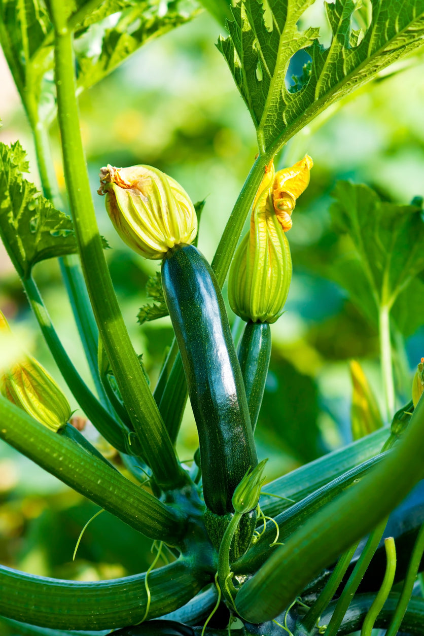 How To Grow, Plant & Harvest Courgettes | Premier Polytunnels