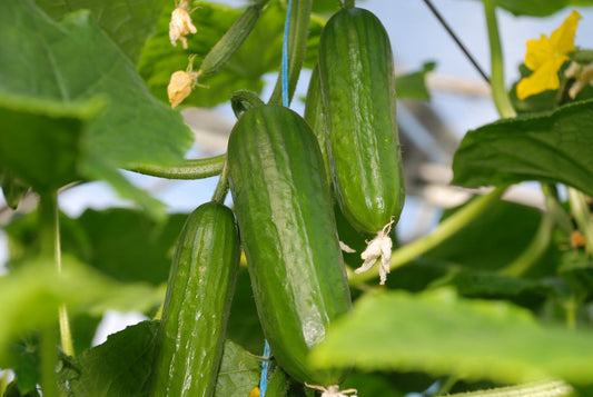 Cucumber Growing Guide