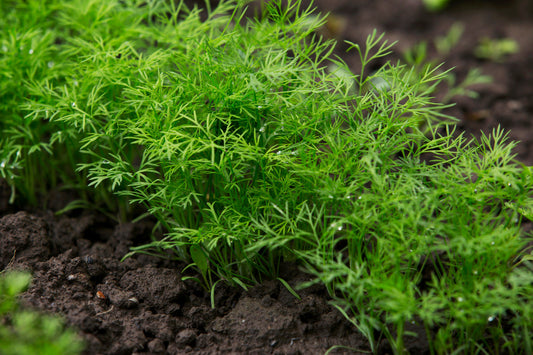 Dill Growing Guide