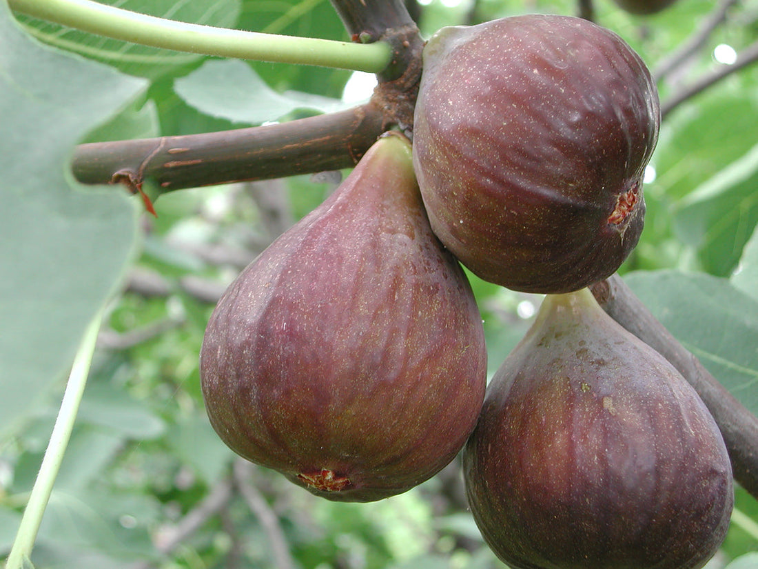 Figs Growing Guide